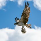 Osprey with Catch