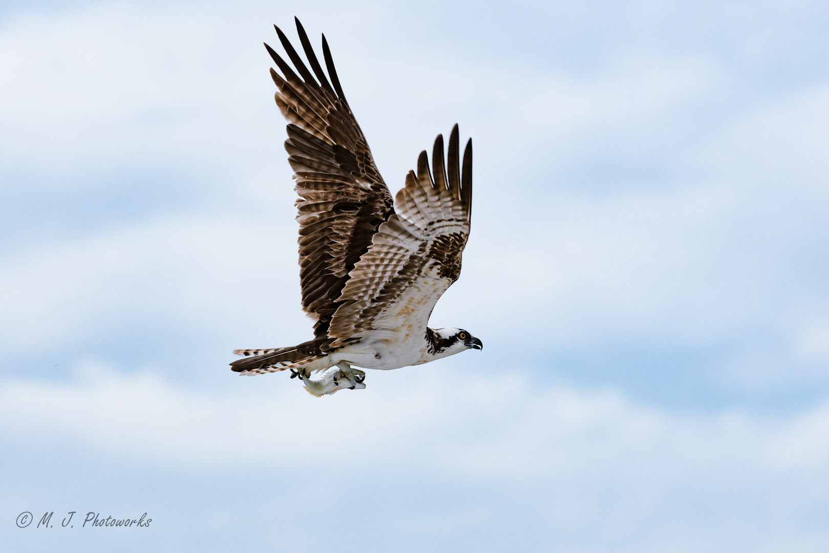 Osprey with catch