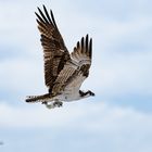 Osprey with catch