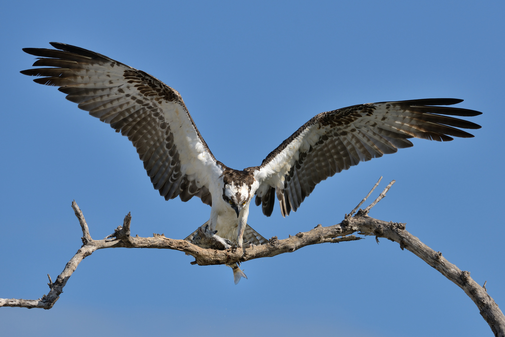 Osprey with Catch / Fischadler mit Beute