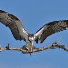 Osprey with Catch / Fischadler mit Beute