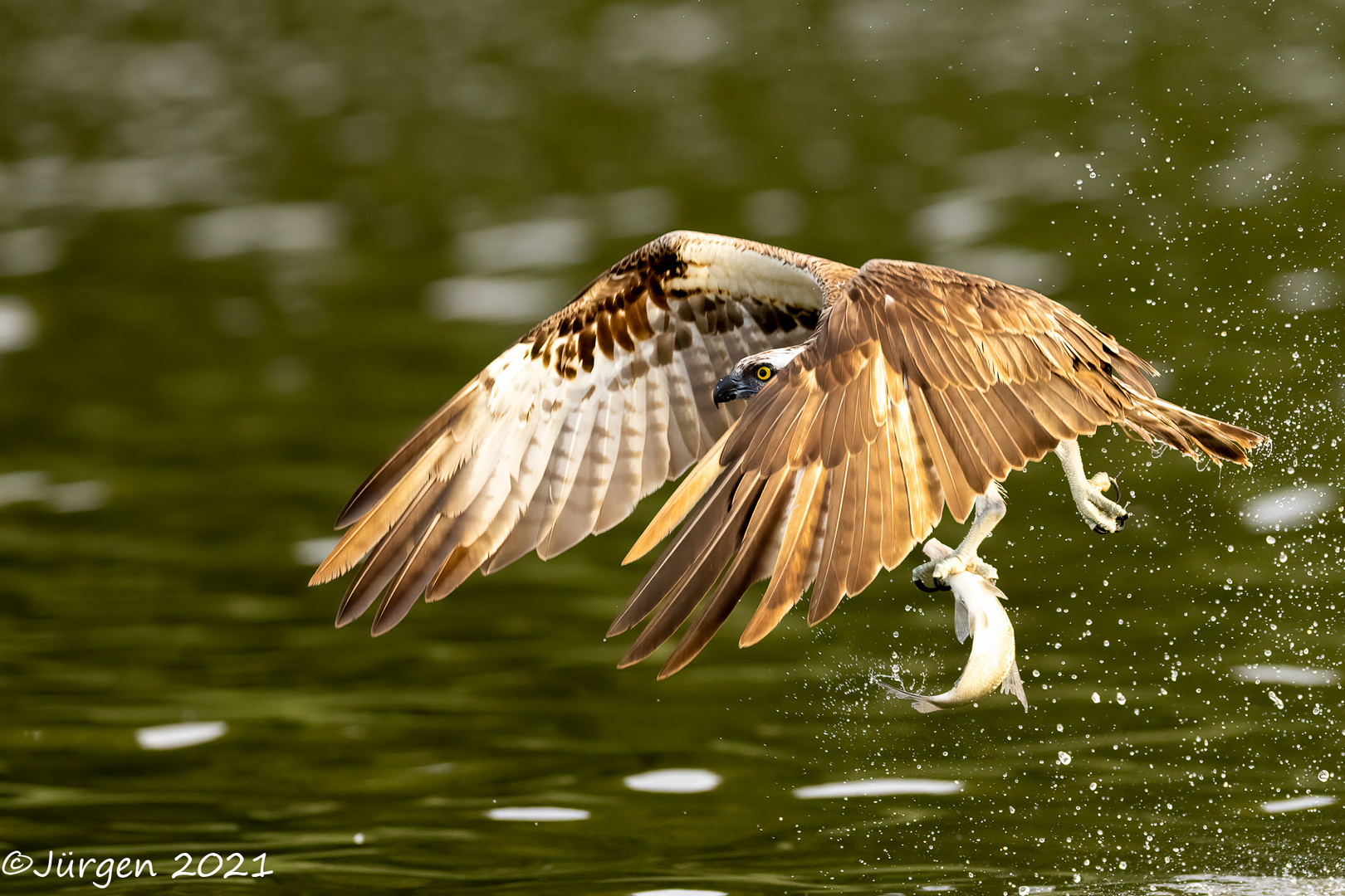 Osprey with fat prey