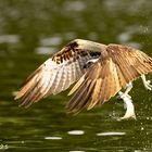 Osprey with fat prey