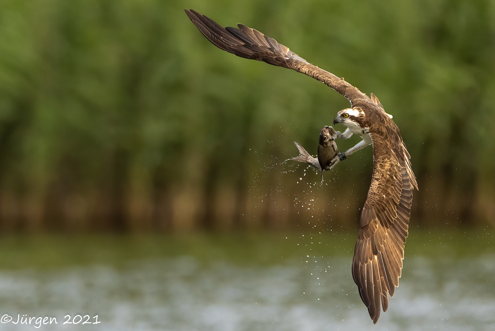 Osprey with fat prey