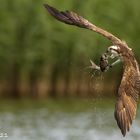 Osprey with fat prey