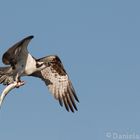 Osprey with Fish