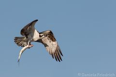 Osprey with Fish