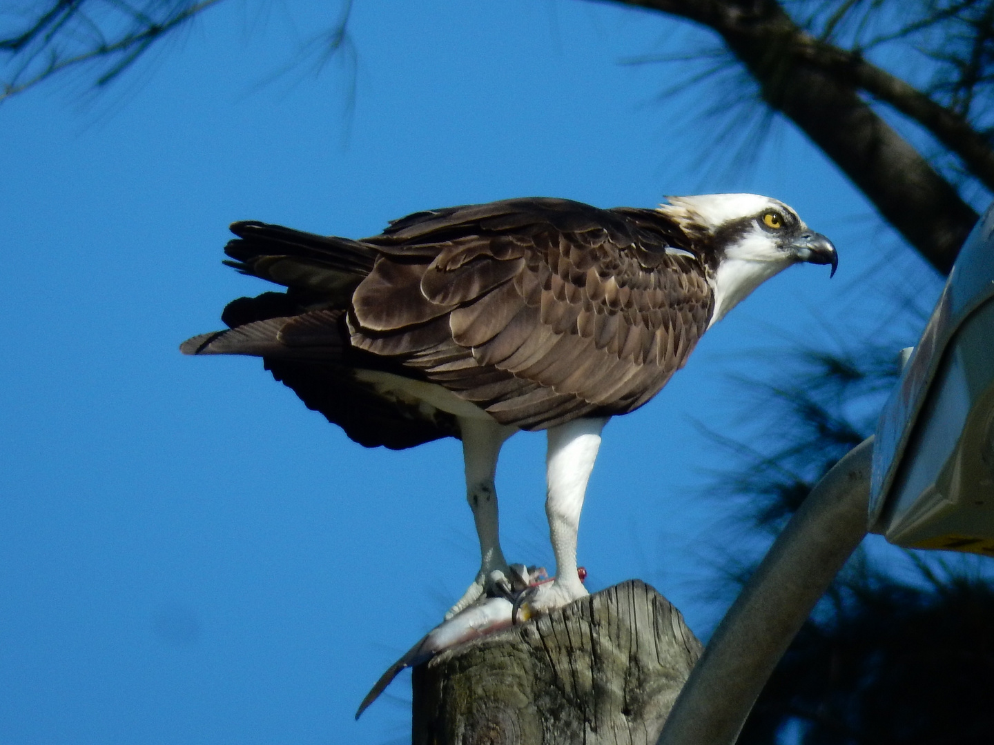 Osprey with its lunch