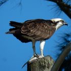 Osprey with its lunch