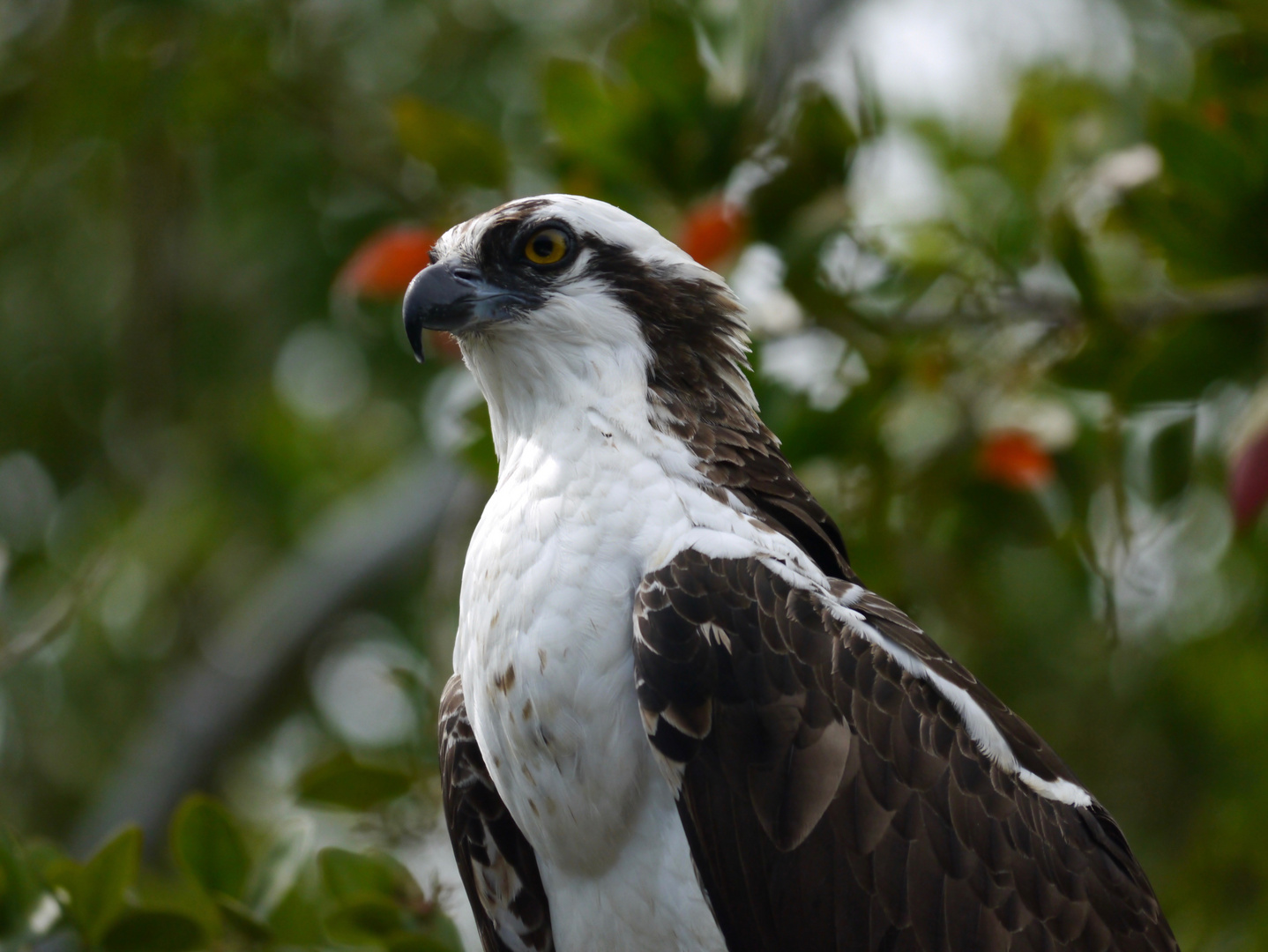 Osprey/Fischadler