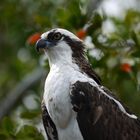 Osprey/Fischadler