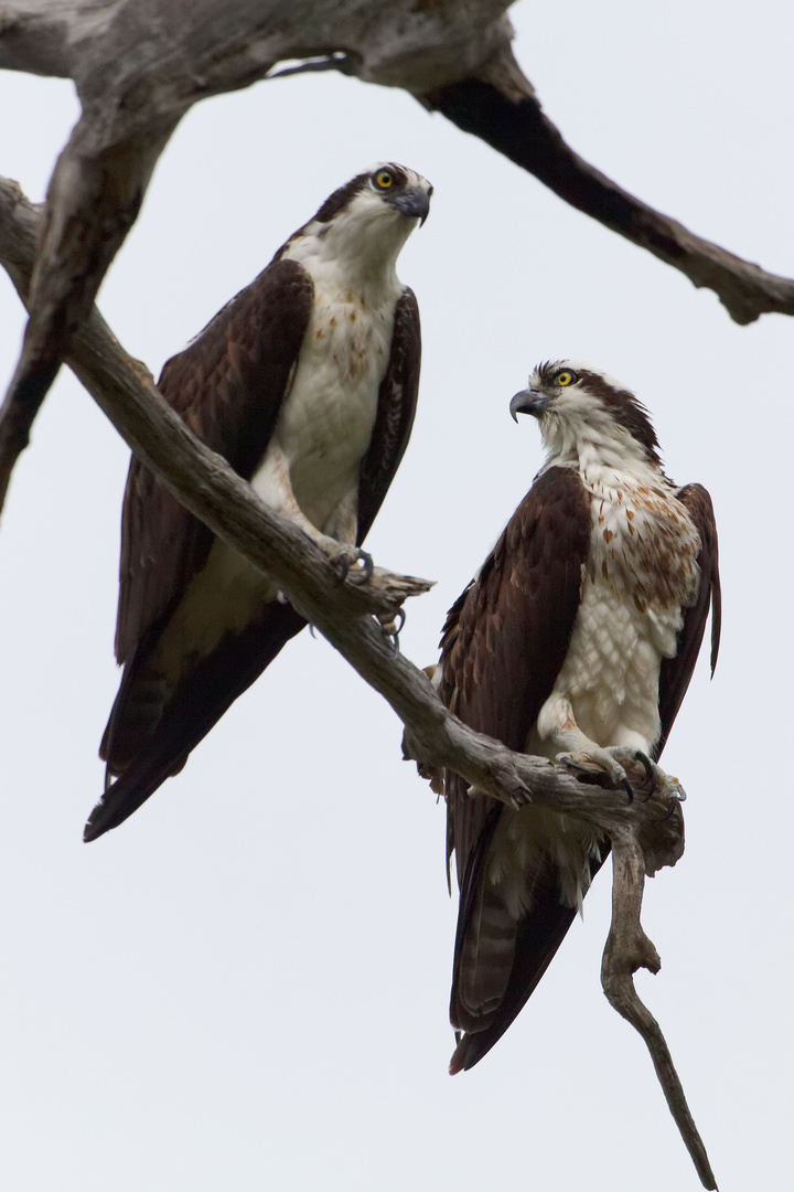 Ospreys_1