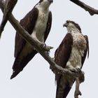 Ospreys_1