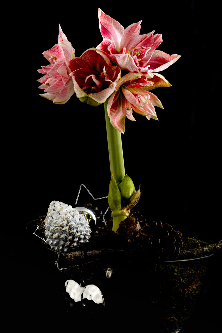 _OSR2236 Amaryllis II