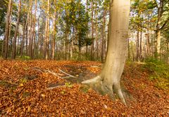 Ossendrecht-Putte - Kalmthoutse Heide - 04