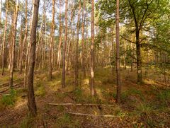 Ossendrecht-Putte - Kalmthoutse Heide - 05