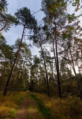 Ossendrecht-Putte - Kalmthoutse Heide - 08