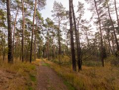 Ossendrecht-Putte - Kalmthoutse Heide - 09