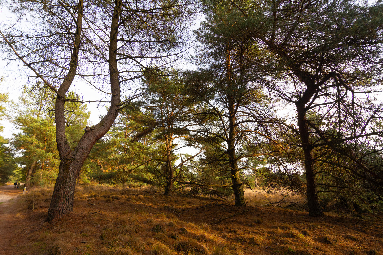 Ossendrecht-Putte - Kalmthoutse Heide - 17