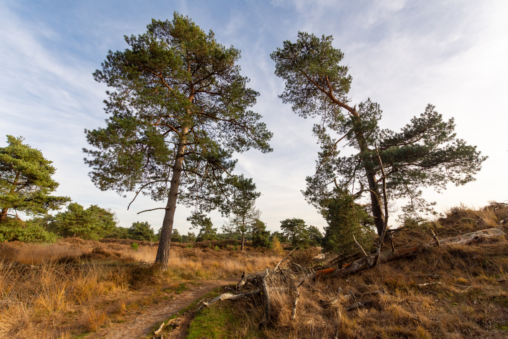 Ossendrecht-Putte - Kalmthoutse Heide - 20