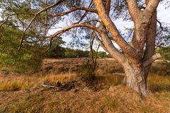 Ossendrecht-Putte - Kalmthoutse Heide - 22