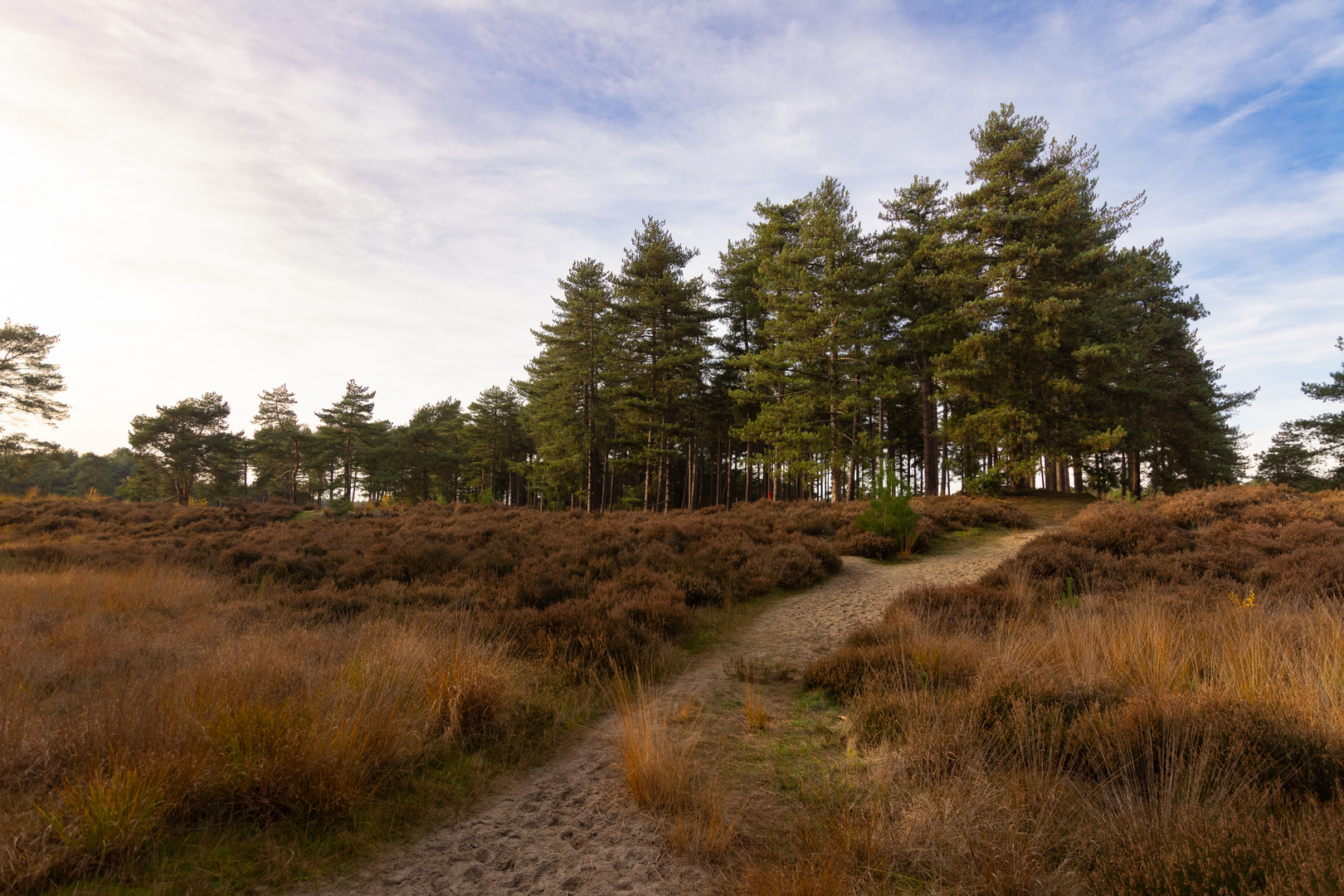 Ossendrecht-Putte - Kalmthoutse Heide - 27