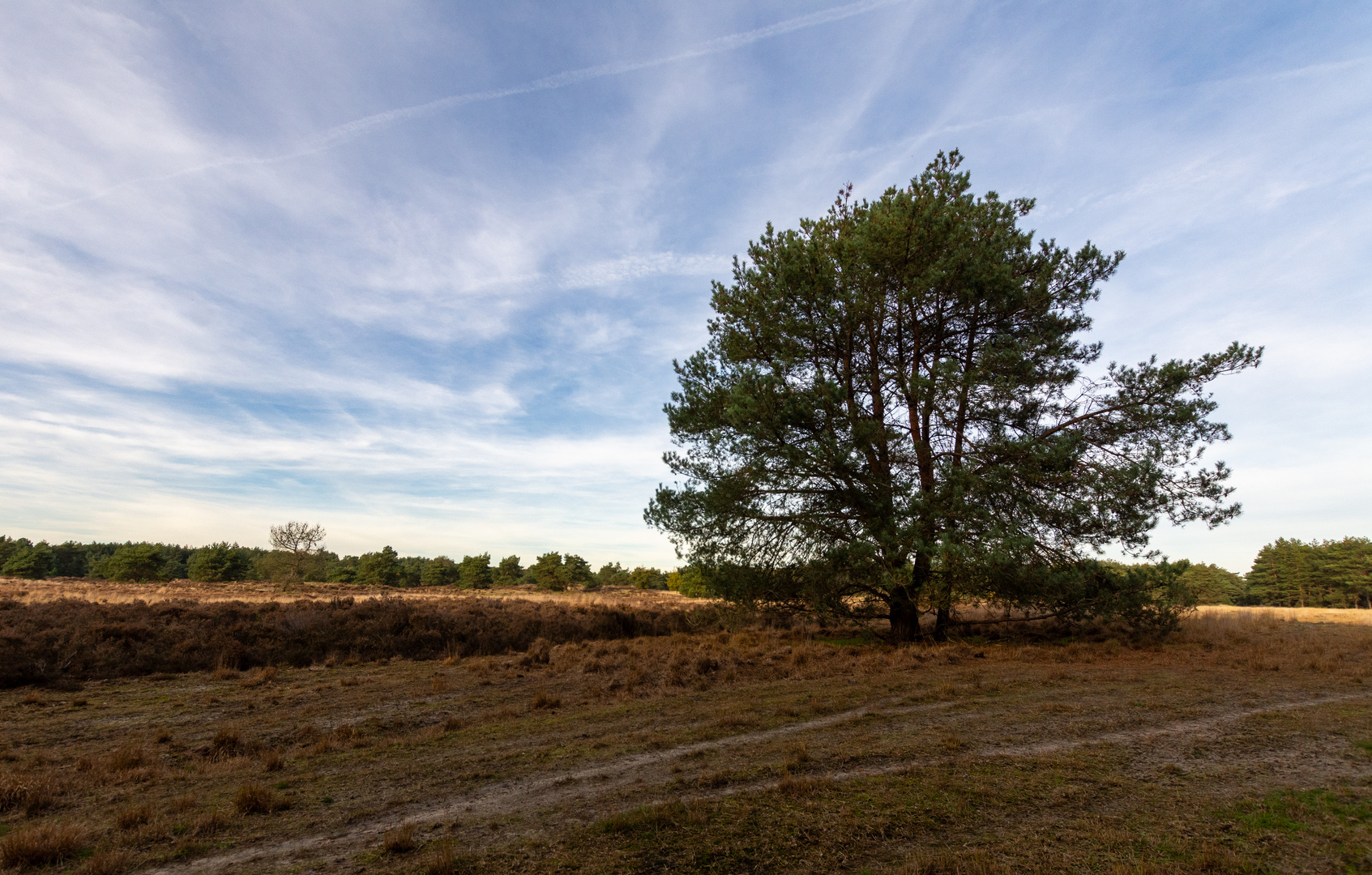 Ossendrecht-Putte - Kalmthoutse Heide - 32