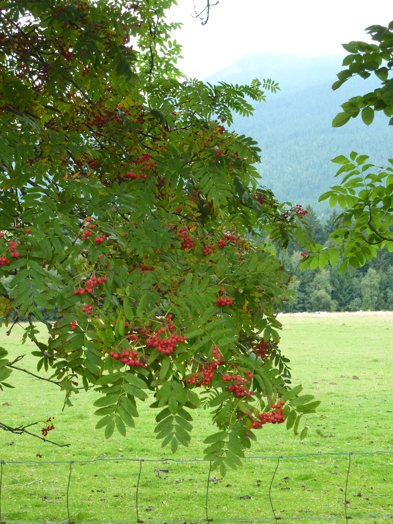 Ossergipfel hinter Vogelbeerbaum