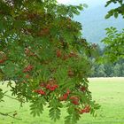 Ossergipfel hinter Vogelbeerbaum