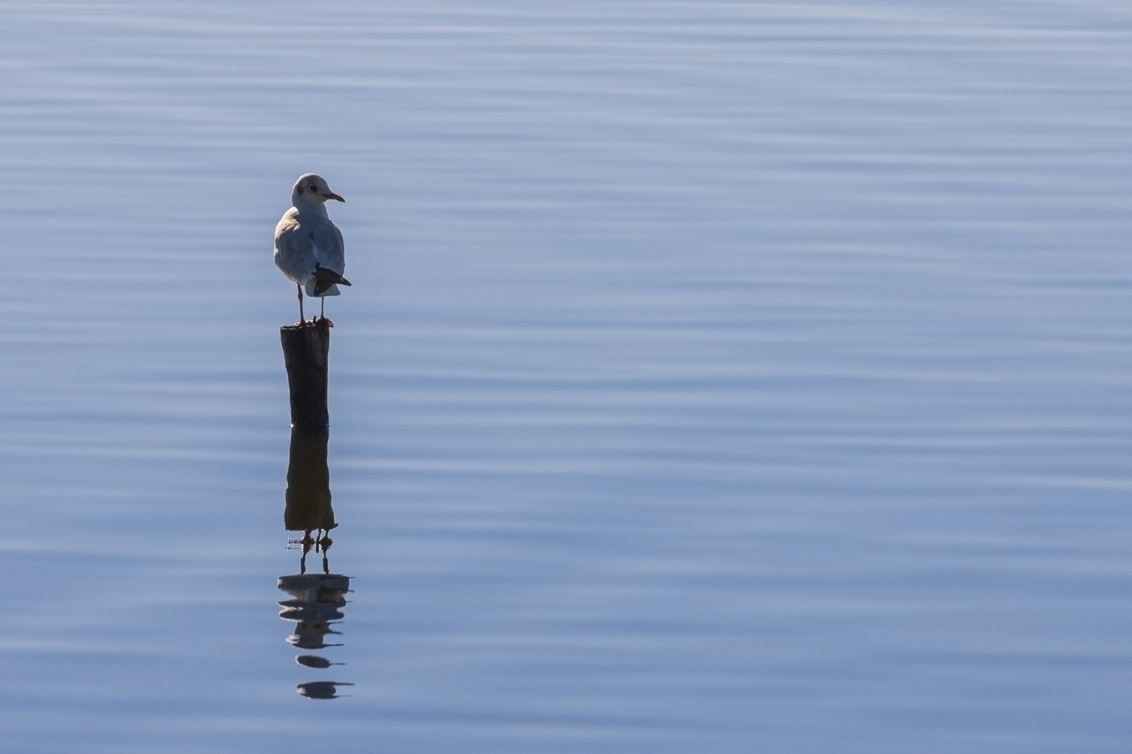 osservatore solitario