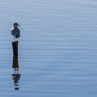 osservatore solitario