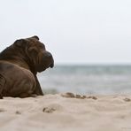 Ost-See-Hund grüßt zum Wochenende