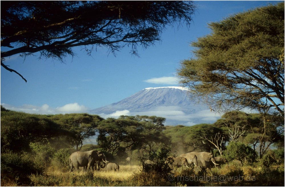 Ostafrika - Kenya - Amboseli - Kilimanjaro - Elefanten