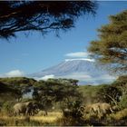 Ostafrika - Kenya - Amboseli - Kilimanjaro - Elefanten