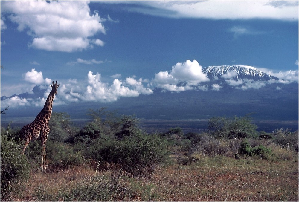 Ostafrika - Kenya - Amboseli - Kilimanjaro - Giraffe