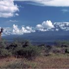 Ostafrika - Kenya - Amboseli - Kilimanjaro - Giraffe