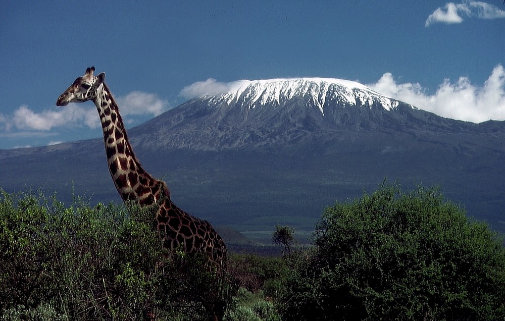 Ostafrika - Kenya - Amboseli - Kilimanjaro - Masai-Giraffe