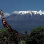 Ostafrika - Kenya - Amboseli - Kilimanjaro - Masai-Giraffe