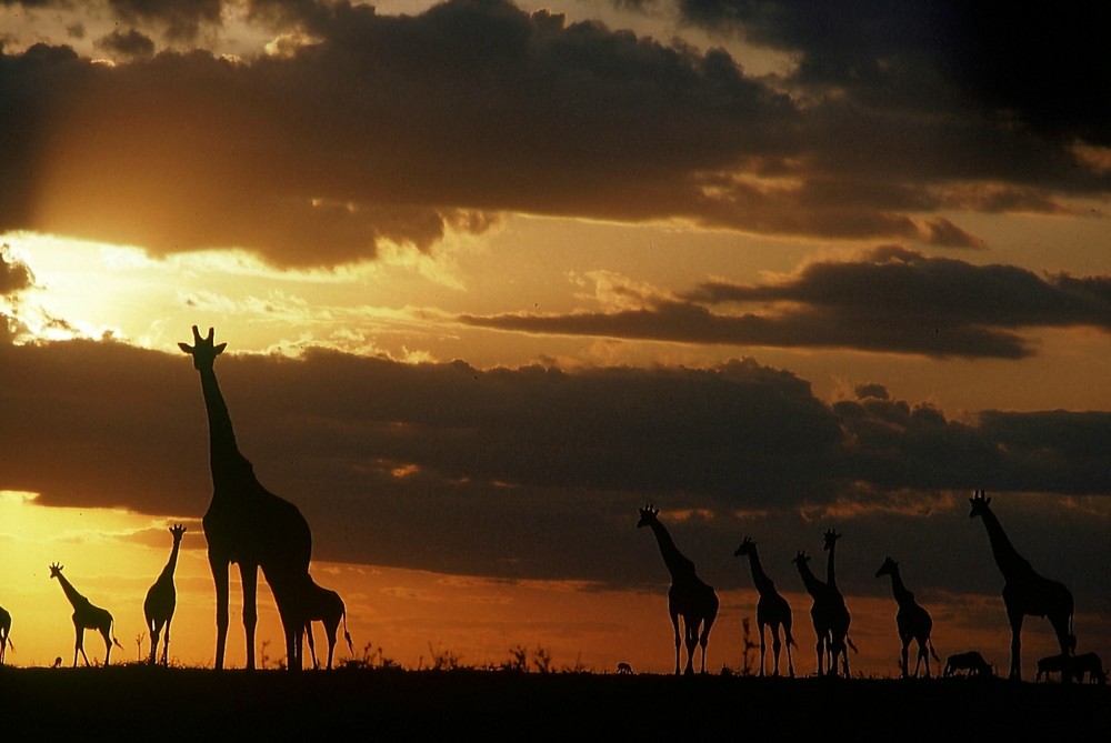 Ostafrika - Kenya - Masai Mara - Abendstimmung