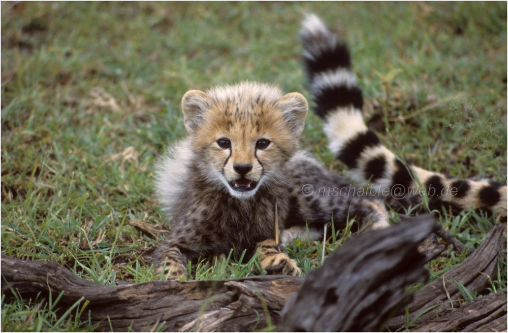 Ostafrika - Kenya - Masai Mara - Gepard 2