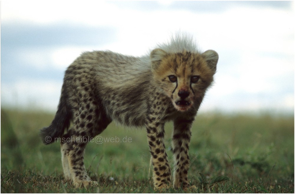 Ostafrika - Kenya - Masai Mara - Gepard 3