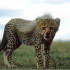 Ostafrika - Kenya - Masai Mara - Gepard 3