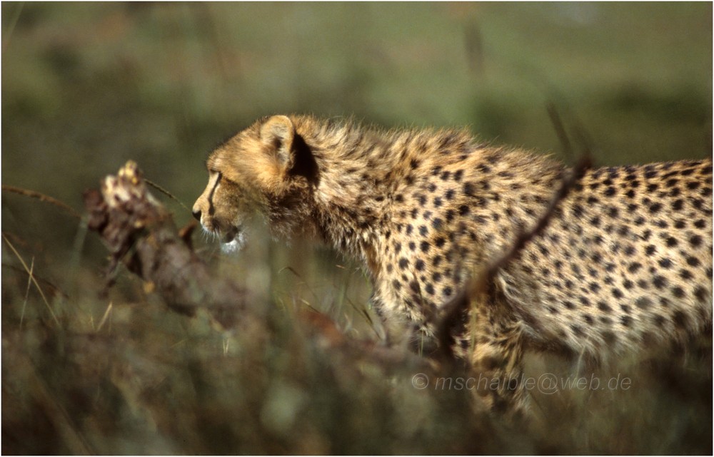 Ostafrika - Kenya - Masai Mara - Gepard