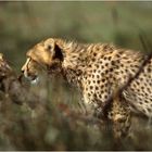 Ostafrika - Kenya - Masai Mara - Gepard