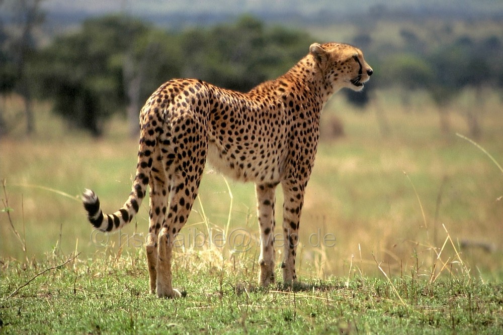 Ostafrika - Kenya - Masai Mara - Gepard