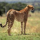 Ostafrika - Kenya - Masai Mara - Gepard