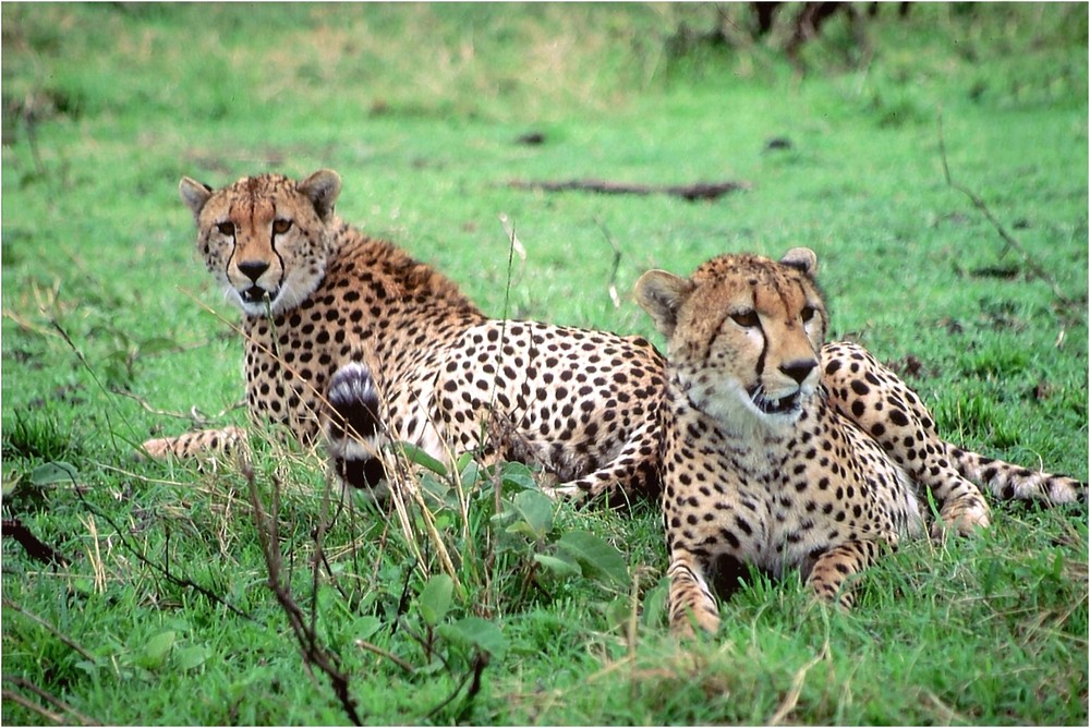 Ostafrika - Kenya - Masai Mara - Geparde