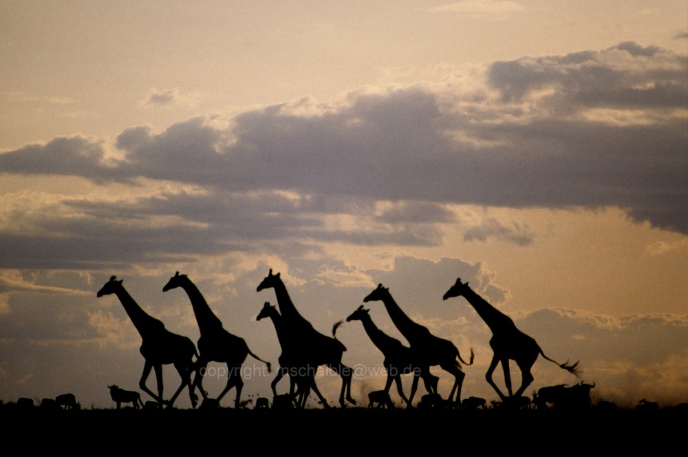 Ostafrika - Kenya - Masai Mara - Giraffen