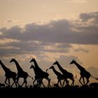 Ostafrika - Kenya - Masai Mara - Giraffen