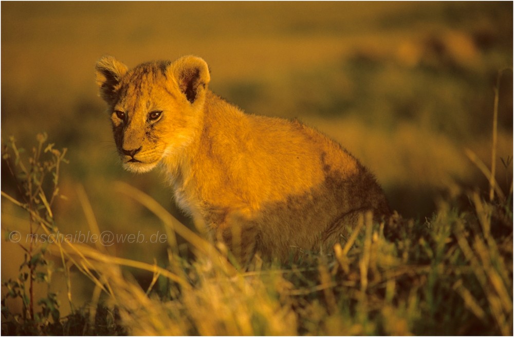 Ostafrika - Kenya - Masai Mara - Junger Löwe